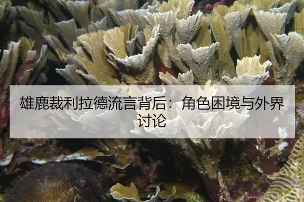 雄鹿裁利拉德流言背后：角色困境与外界讨论